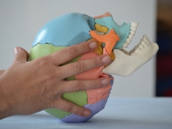 Zwei Hände halten einen Anatomie Schädel, der im Osteopathie Unterricht präsentiert wird.